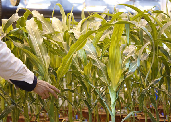 China eyes cultivation of pest resistant GM corn