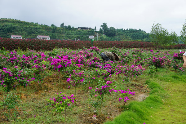 Leisure tourism blossoms in small village