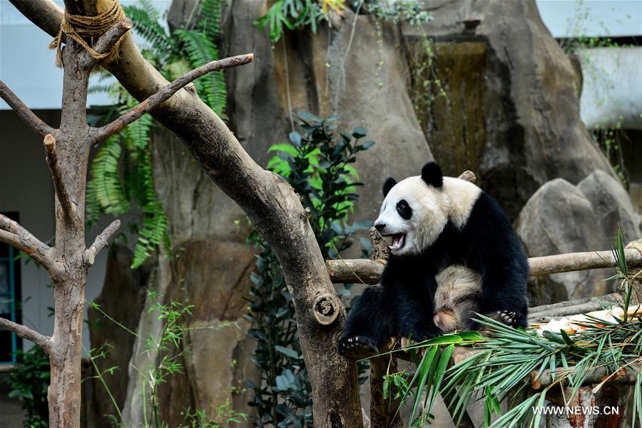 Malaysia-born panda cub to head back to China