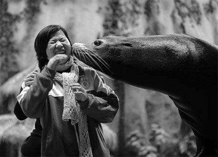 Sea lions kiss away quake memories