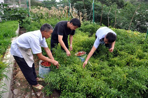 昆明警營“菜園文化”創(chuàng)特色