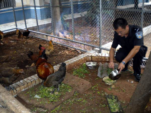 昆明警營“菜園文化”創(chuàng)特色