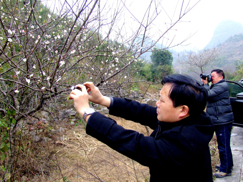 貴州荔波：梅花開放游客來