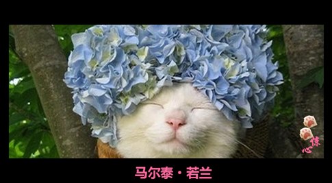 貓叔版步步驚心連續(xù)劇 人類已經(jīng)阻止不了貓叔爆萌了