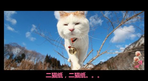 貓叔版步步驚心連續劇 人類已經阻止不了貓叔爆萌了