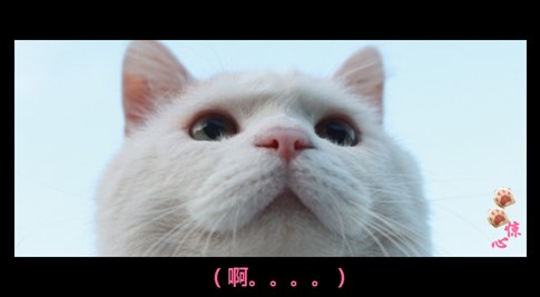 貓叔版步步驚心連續(xù)劇 人類已經(jīng)阻止不了貓叔爆萌了