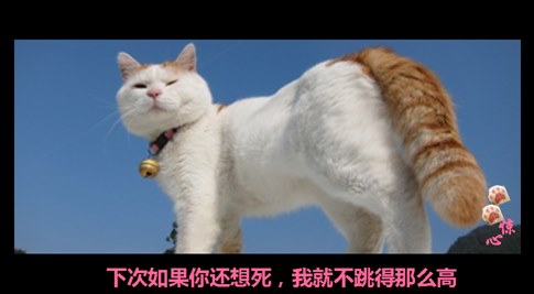 貓叔版步步驚心連續劇 人類已經阻止不了貓叔爆萌了