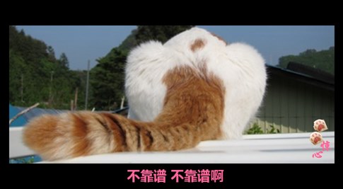 貓叔版步步驚心連續劇 人類已經阻止不了貓叔爆萌了