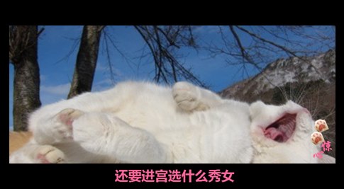 貓叔版步步驚心連續(xù)劇 人類已經(jīng)阻止不了貓叔爆萌了