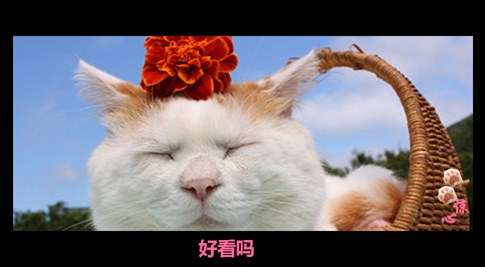 貓叔版步步驚心連續(xù)劇 人類已經(jīng)阻止不了貓叔爆萌了