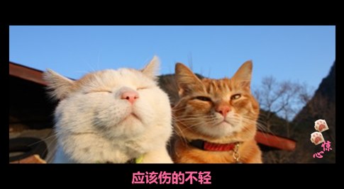 貓叔版步步驚心連續(xù)劇 人類已經(jīng)阻止不了貓叔爆萌了