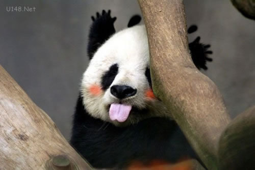 吐舌頭賣萌熊貓 各種PS版本各種歡樂