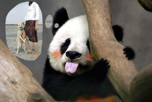 吐舌頭賣萌熊貓 各種PS版本各種歡樂