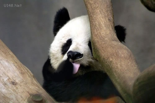 吐舌頭賣萌熊貓 各種PS版本各種歡樂