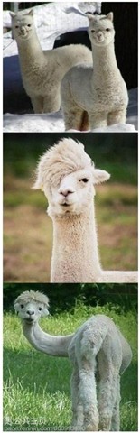 “普文二青年”網絡流行 專家稱“好像三個自我”