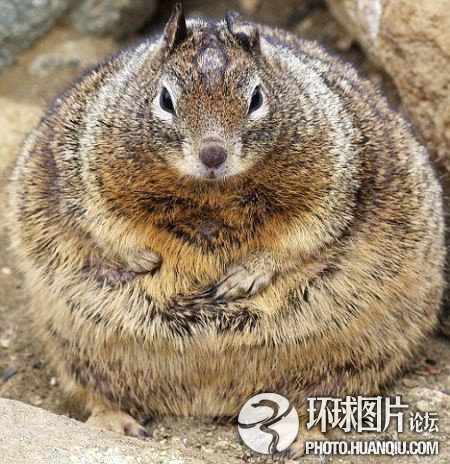 賣萌照風靡全球網絡：從夏達到俊介