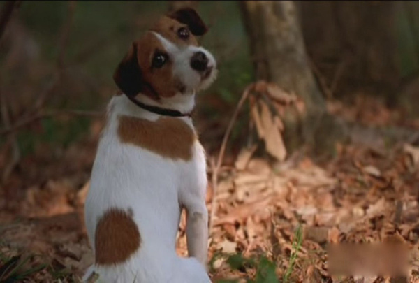 盤點(diǎn)30只最讓人難忘狗狗角色：萌度絕不輸俊介