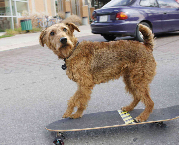 盤點30只最讓人難忘狗狗角色：萌度絕不輸俊介