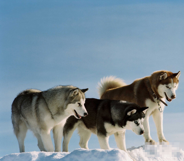 盤點30只最讓人難忘狗狗角色：萌度絕不輸俊介