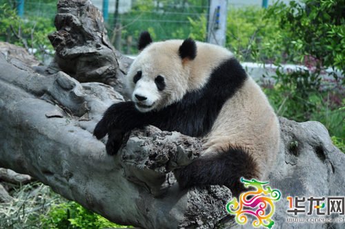 水鄉藏寨 震區中崛起的4A級景區
