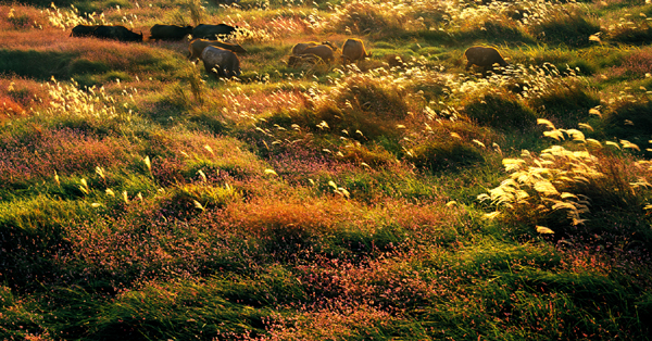 鄱陽：風光旖旎 詩情畫意