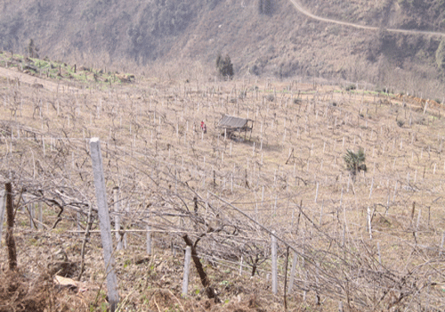 汶川麻柳村人的致富“引擎”