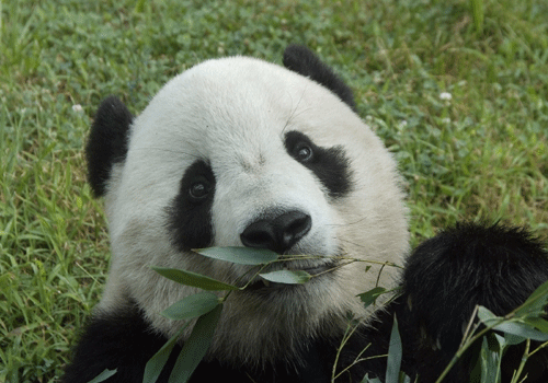 中國保護大熊貓研究中心迎接“泰山”回家過年