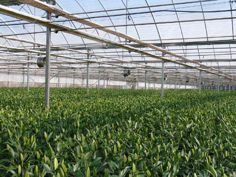 云南花卉熱銷海外市場(chǎng) 出口量和出口額同比增長(zhǎng)51.5%、11.7%