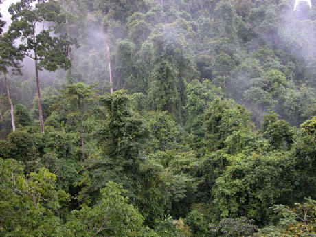 科學家版納植物園做導游