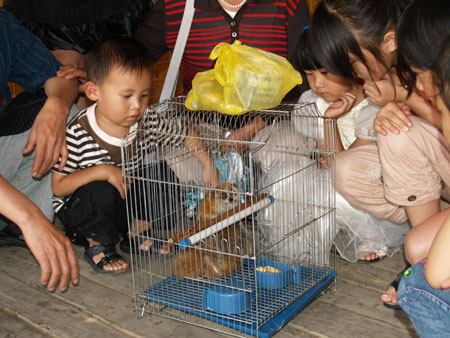 買1只蜂猴 救了3條命