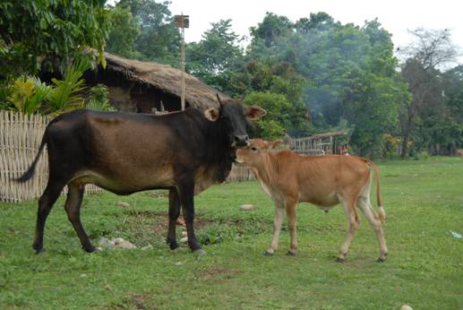 幸福經濟：云南正當時——訪云南省經濟研究院院長段鋼