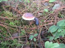 無量山中品山珍（組圖）