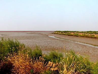 濕地:盤錦閃亮的新名片