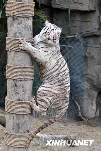 廣州香江野生動(dòng)物世界百虎山開(kāi)放迎游客