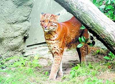 張家界官方釋疑:天門山“疑似虎照”不是老虎