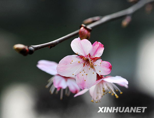 長(zhǎng)沙春來早 櫻花露笑顏