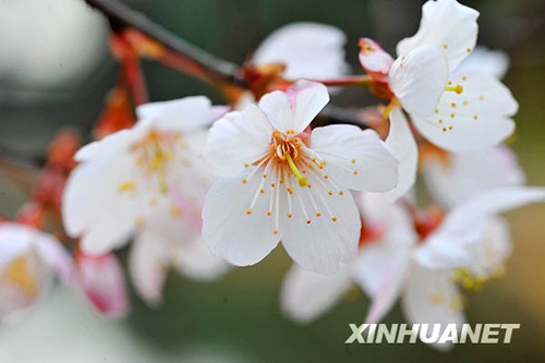 長(zhǎng)沙春來早 櫻花露笑顏