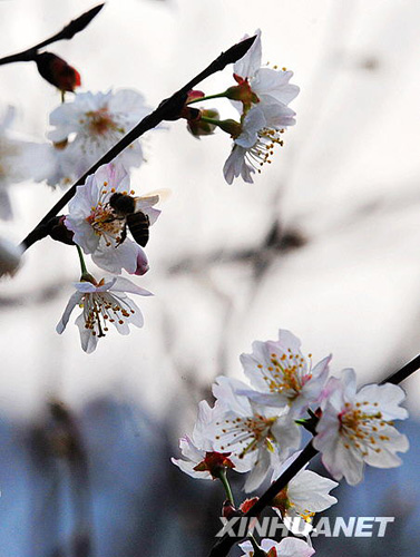 長沙春來早 櫻花露笑顏