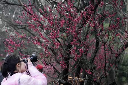 杭州：江南春早 十萬株梅花競(jìng)相開放