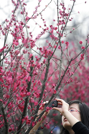 杭州：江南春早 十萬株梅花競(jìng)相開放