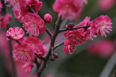 杭州：江南春早 十萬株梅花競相開放