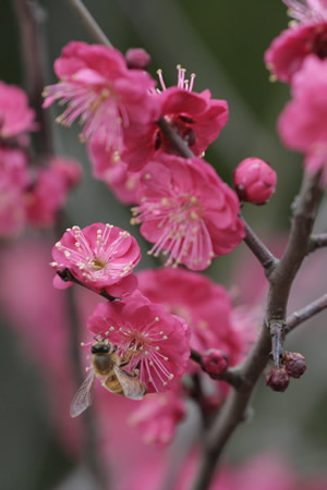 杭州：江南春早 十萬株梅花競相開放