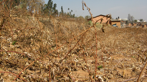 云南花卉受旱災(zāi) 經(jīng)濟(jì)損失8．54億元（圖）
