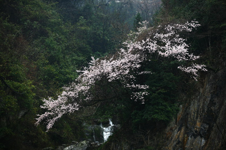 神農架婦女節里喜降桃花雪