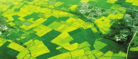 成都首屆油菜花節(jié)11日開幕