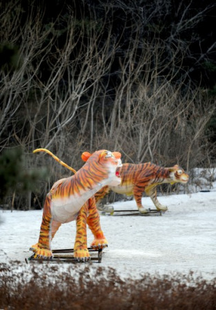 沈陽野生動物園11只東北虎營養(yǎng)不良死亡