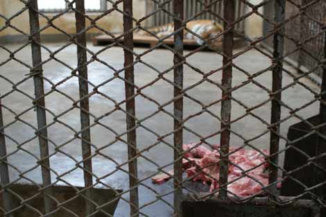 哈爾濱北方森林動物園園長回應(yīng)動物生存狀況問題