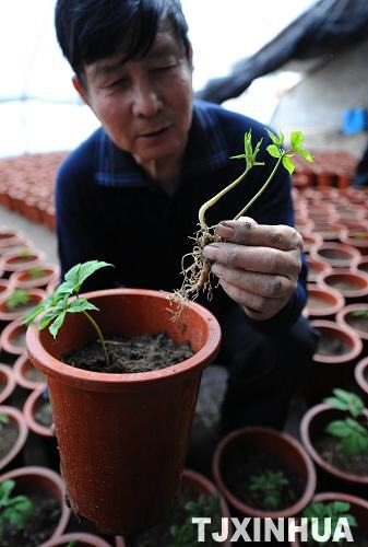 天津：盆栽西洋參技術獲得成功