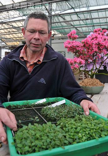 比利時杜鵑花新品種冠名“云南”