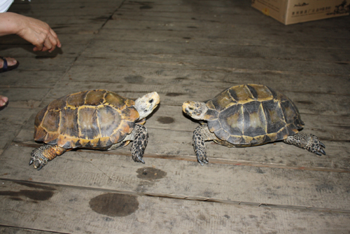 昔日寵物今成負擔 凹甲陸龜遷居云南野生動物園